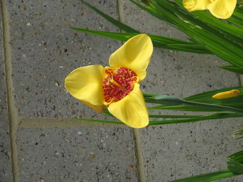 Image of Mexican Shellflower