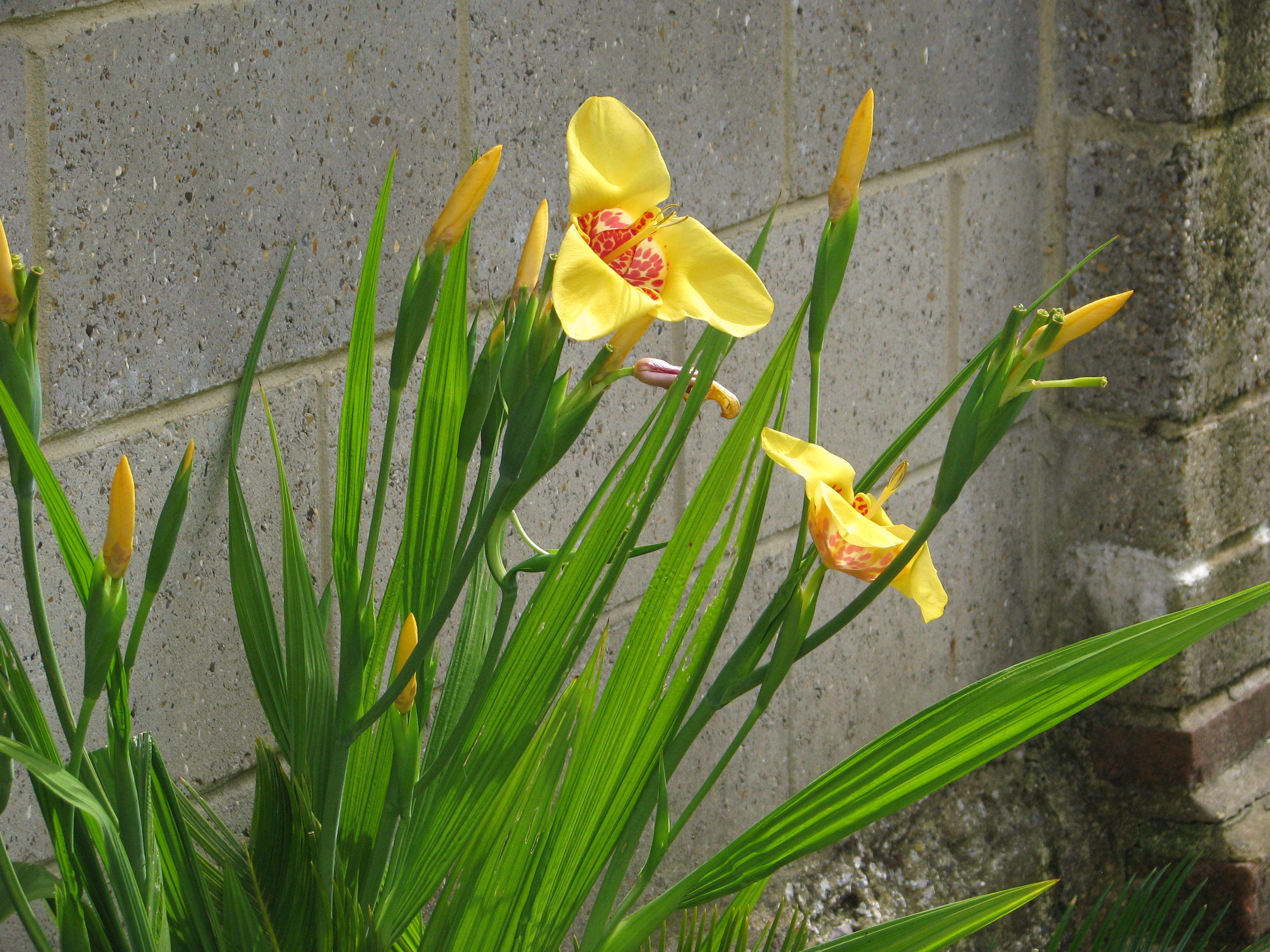 Image of Mexican Shellflower