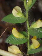 Image of Crotalaria hebecarpa (DC.) Rudd