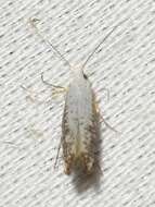 Image of Speckled Argyresthia