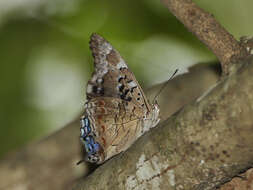 صورة Charaxes guderiana Dewitz 1879