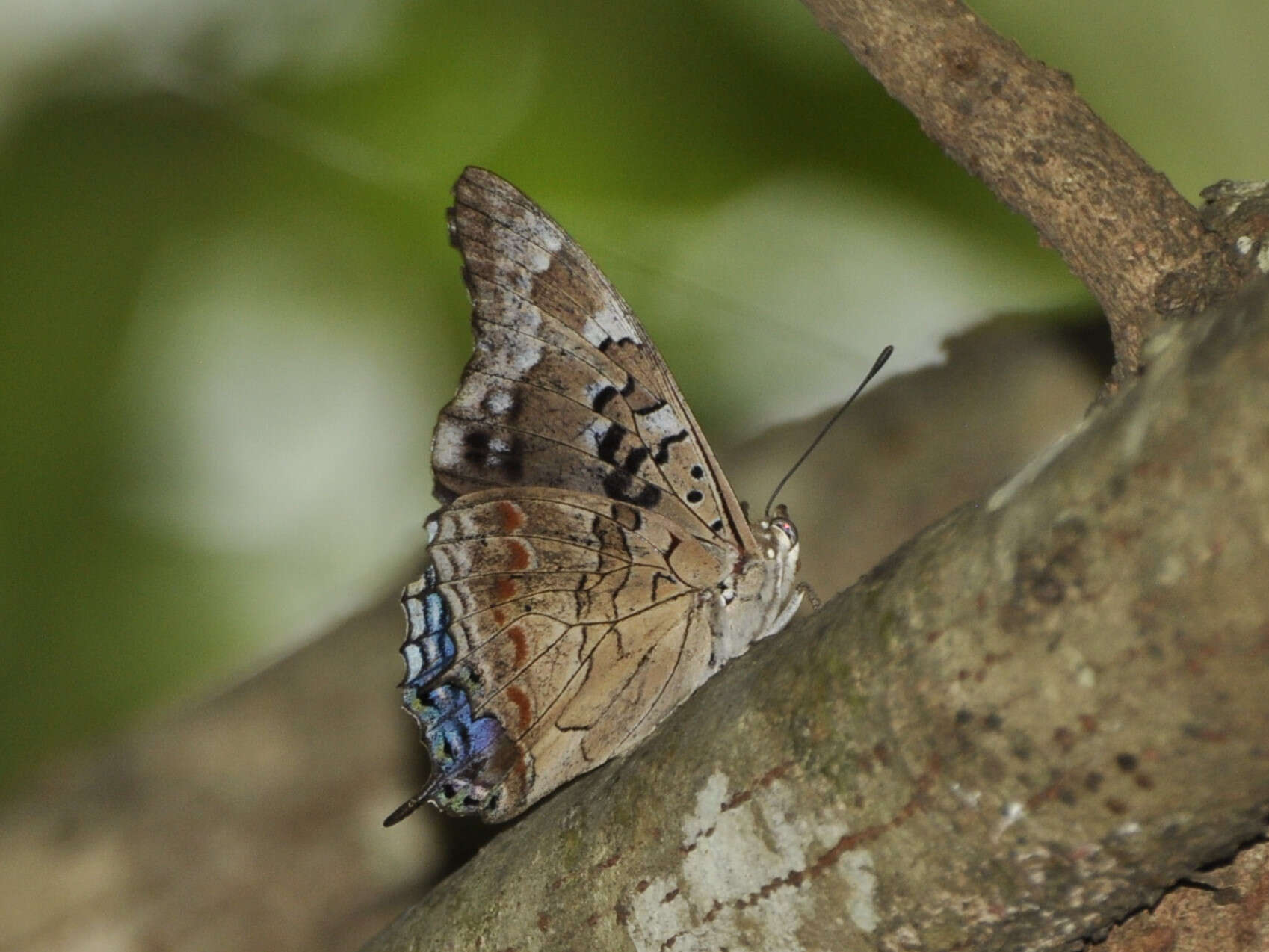 Image of Blue-spangled Charaxes