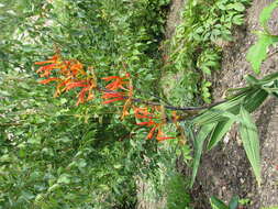 Слика од Crocosmia paniculata (Klatt) Goldblatt