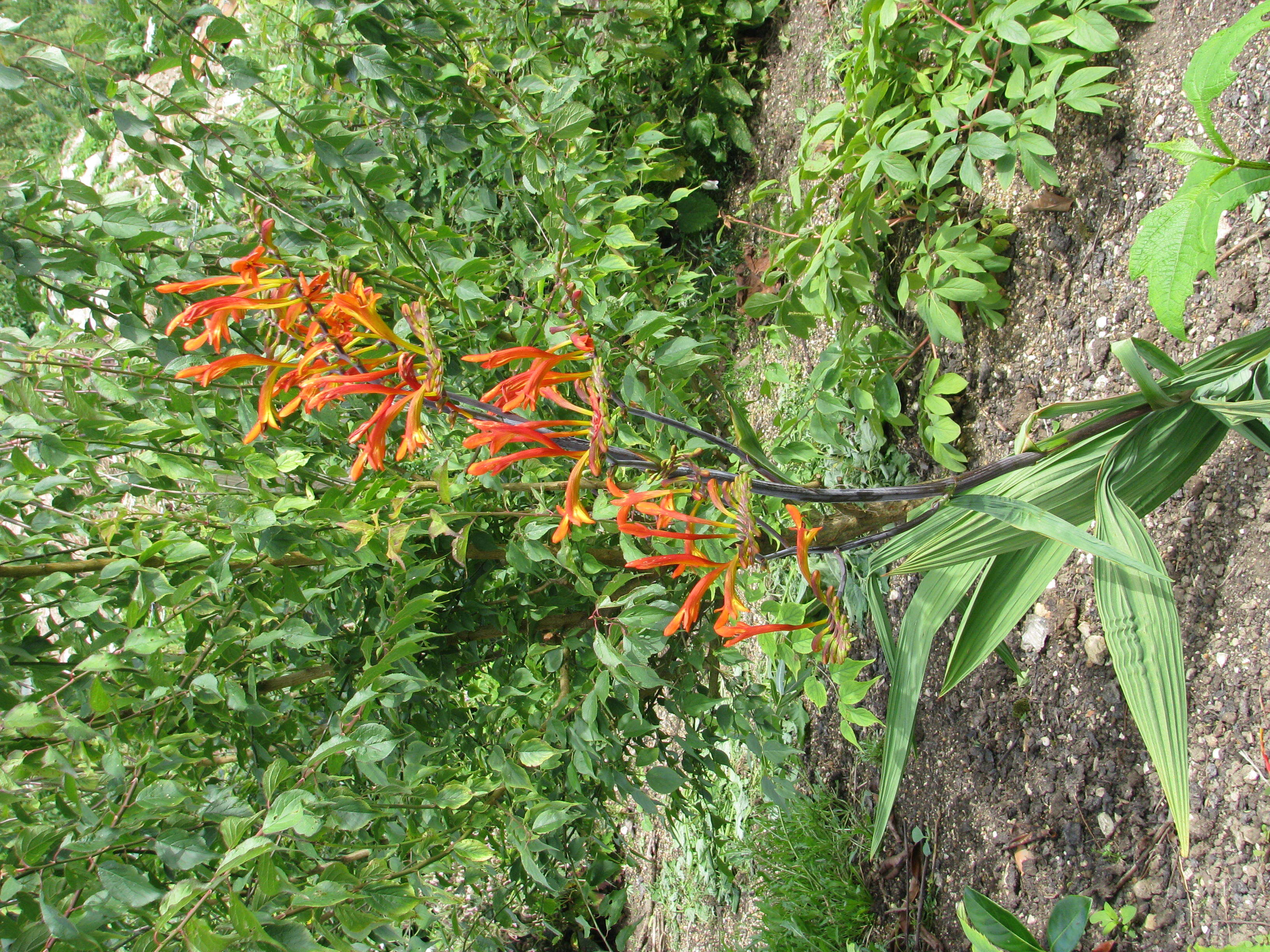 Image of zigzag crocosmia