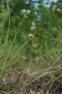 Image of Helianthemum nummularium subsp. grandiflorum (Scop.) Schinz & Thell.