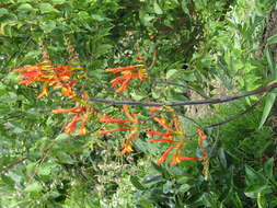 Image of zigzag crocosmia