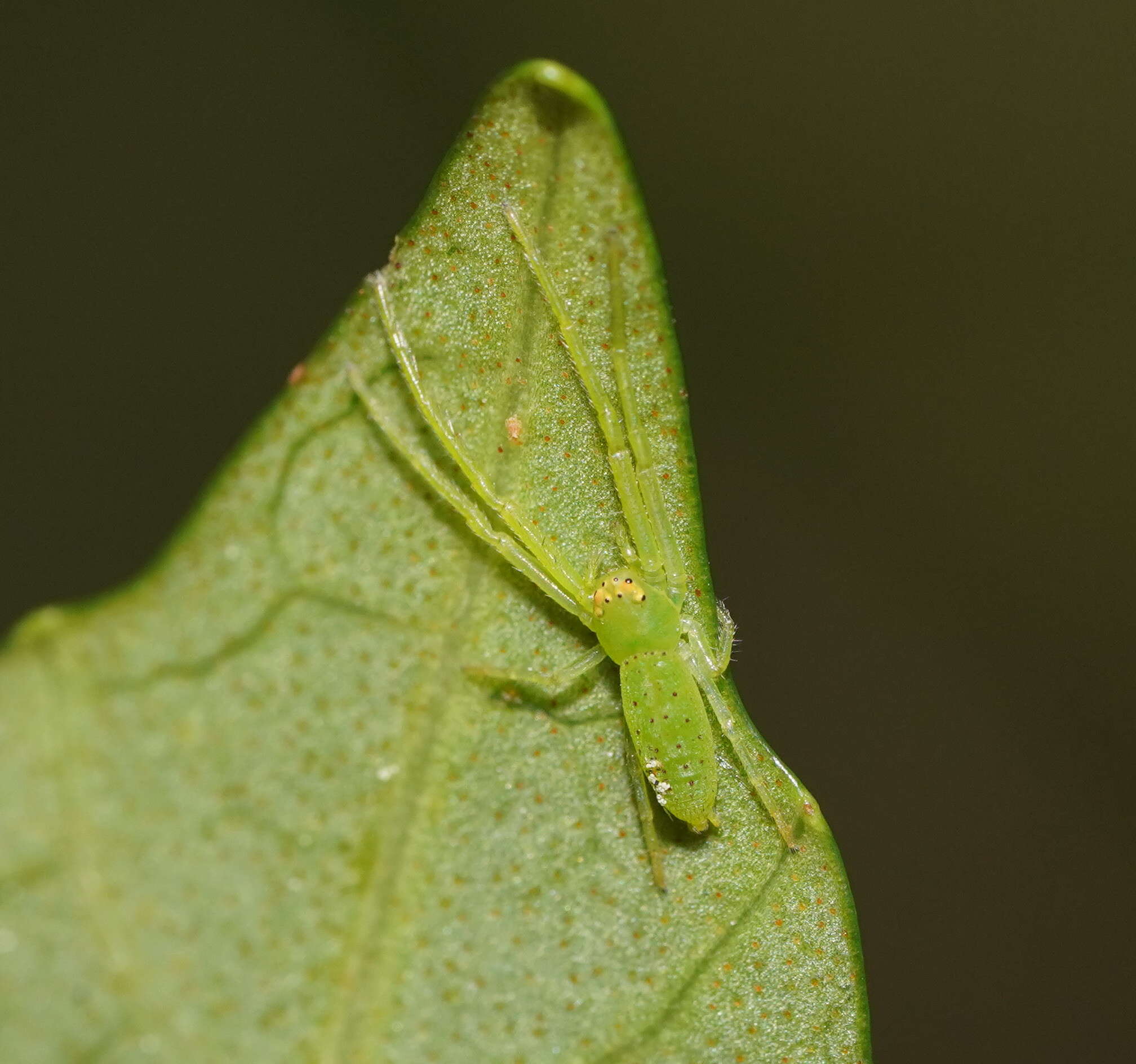 Sivun Cetratus rubropunctatus (Rainbow 1920) kuva