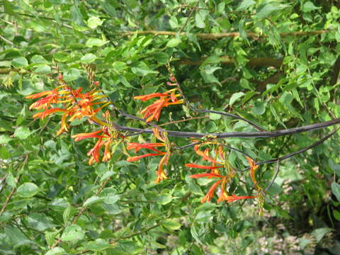 Image of zigzag crocosmia