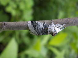 Image of Poplar Kitten