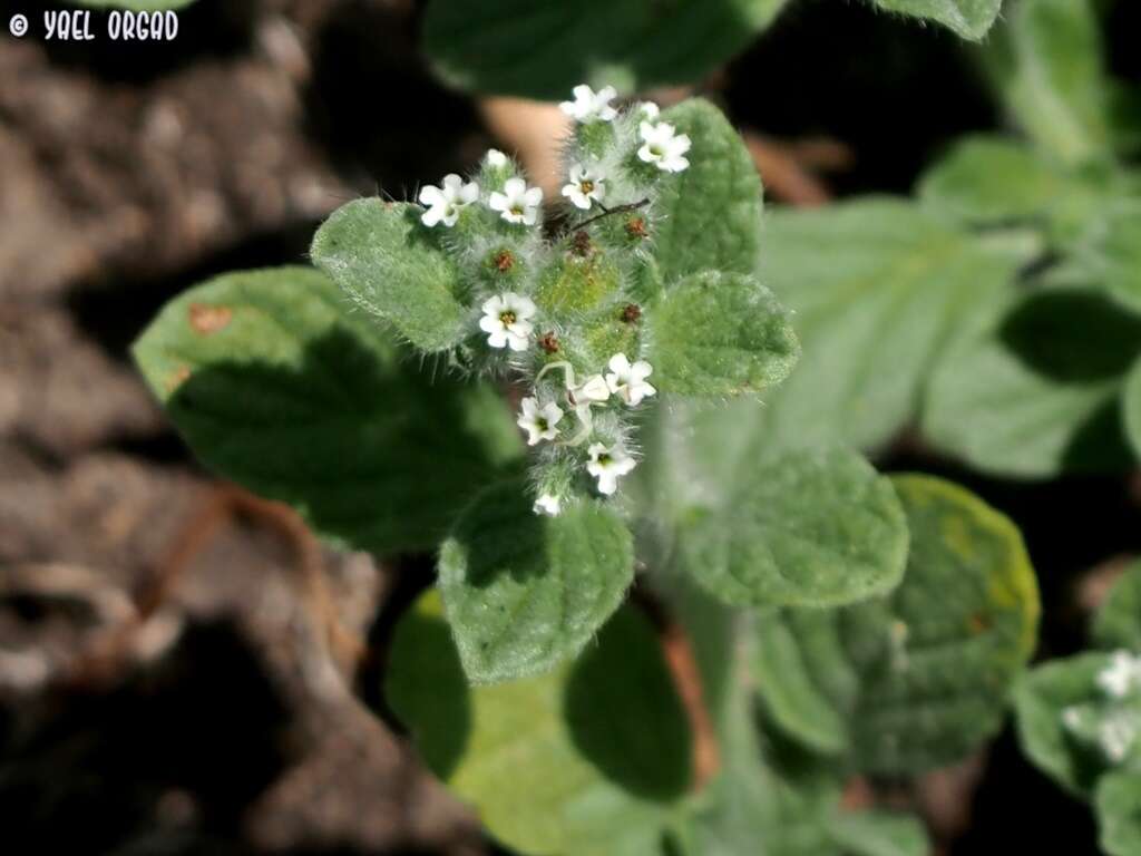 Heliotropium supinum L. resmi