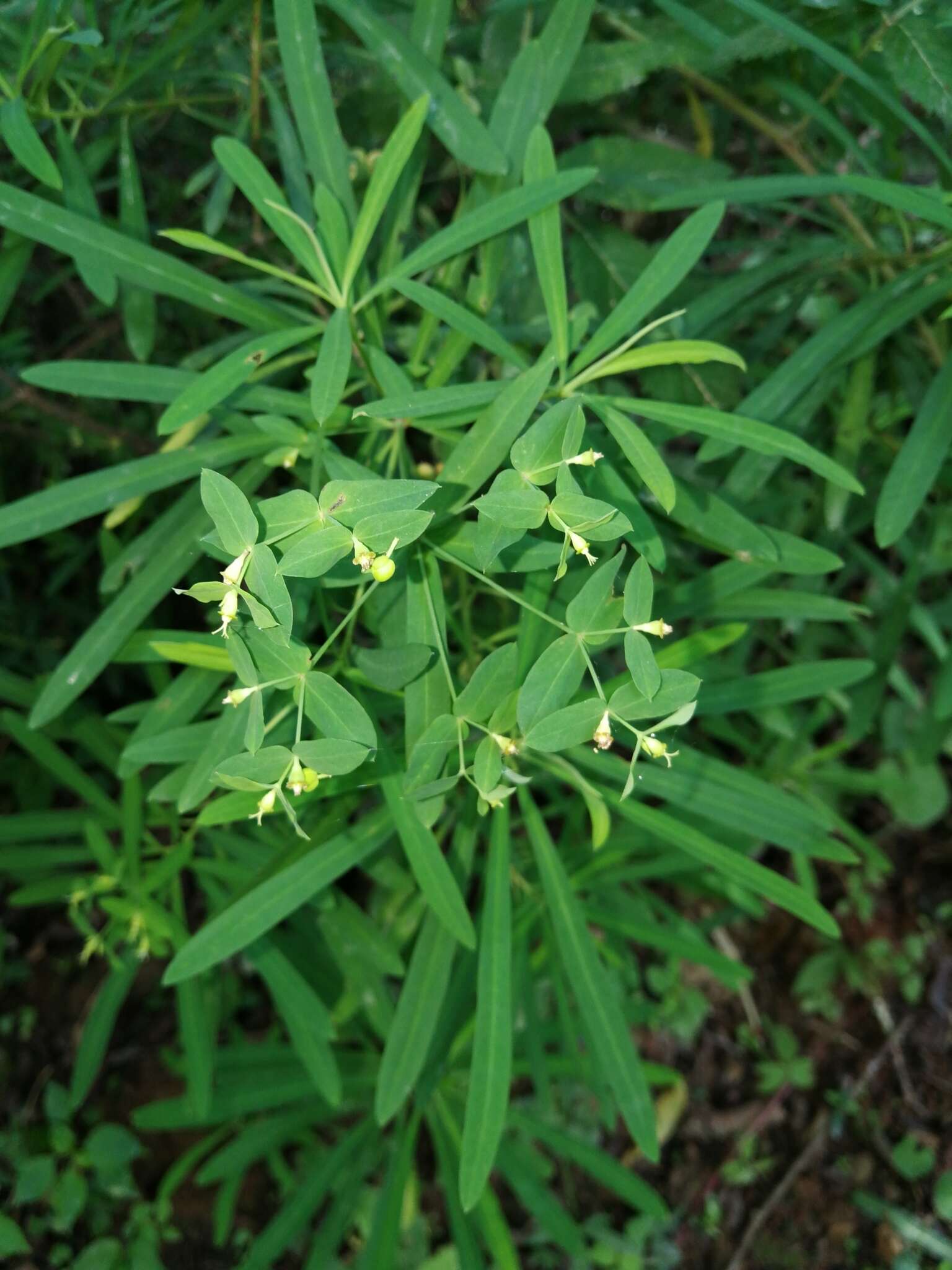 Image of Euphorbia kraussiana Bernh. ex C. Krauss