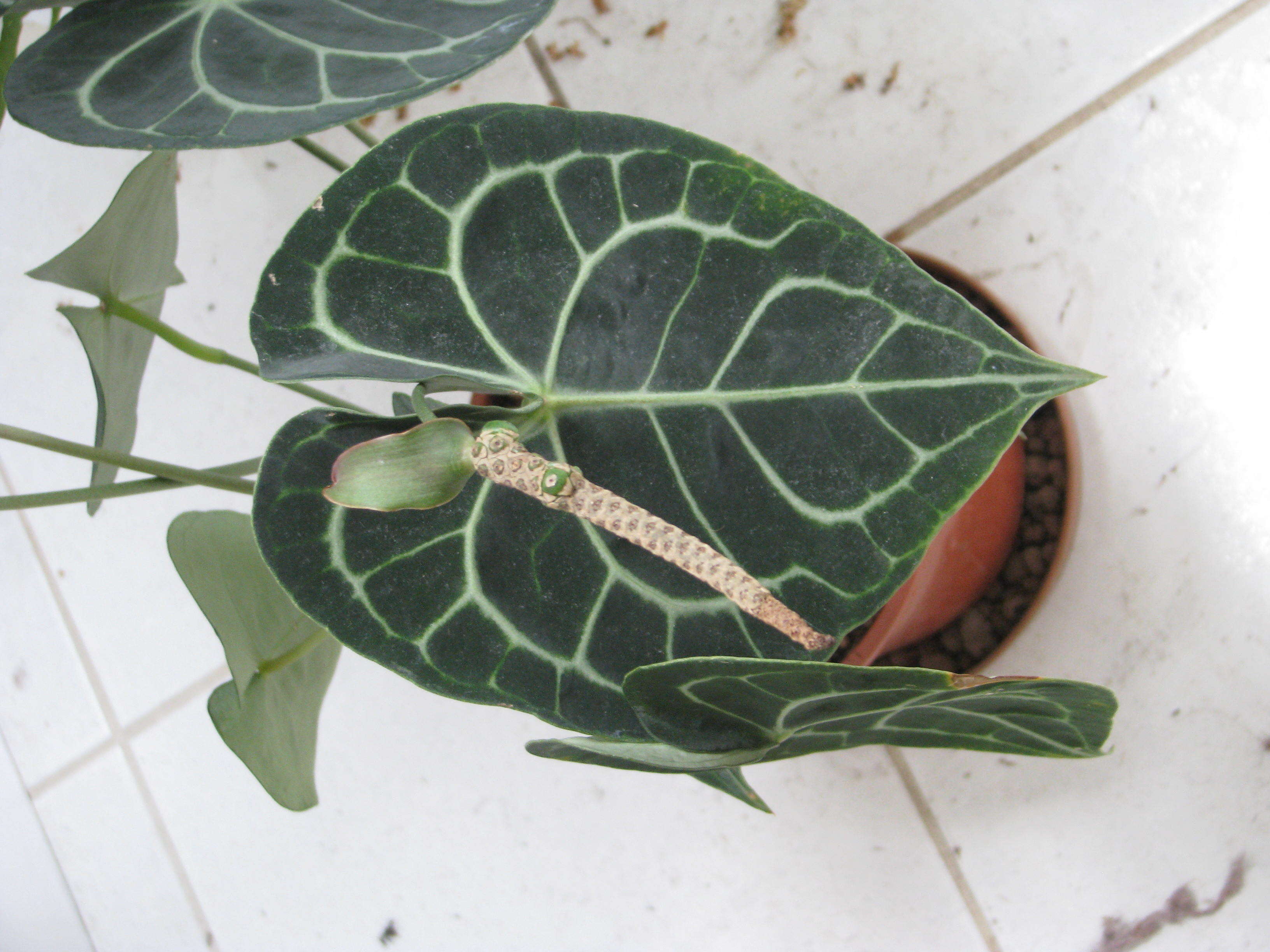 Image of Anthurium clarinervium Matuda