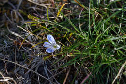 Veronica canescens T. Kirk resmi