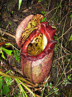 Image of Leopard pitcher-plant