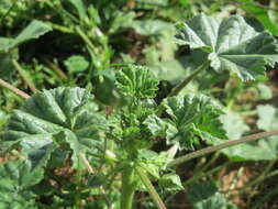 Image of common mallow