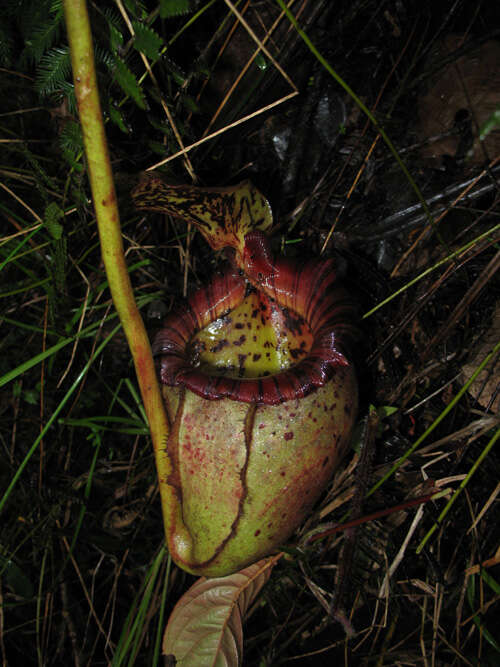 Image of Leopard pitcher-plant