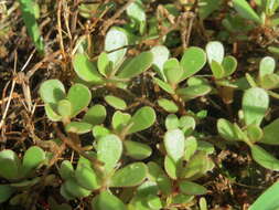 Image of common purslane