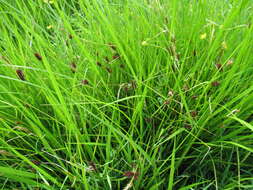 Sivun Carex pamirensis subsp. dichroa Malyschev kuva