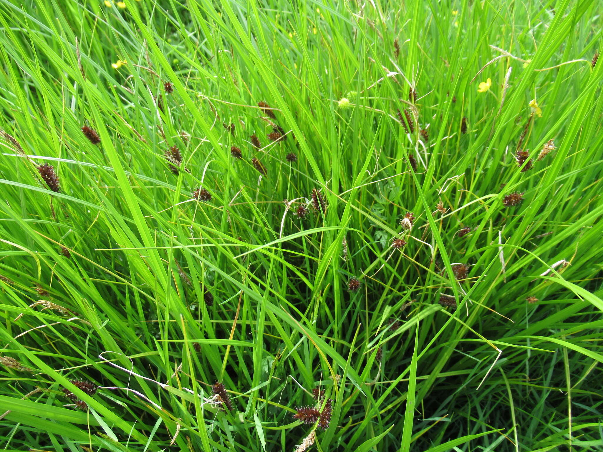 Sivun Carex pamirensis subsp. dichroa Malyschev kuva