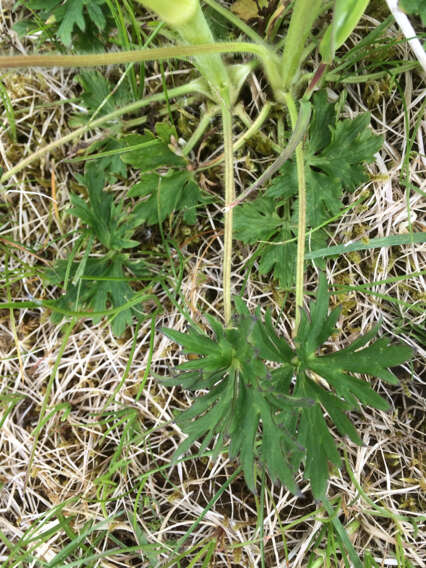 Imagem de Ranunculus acris subsp. acris