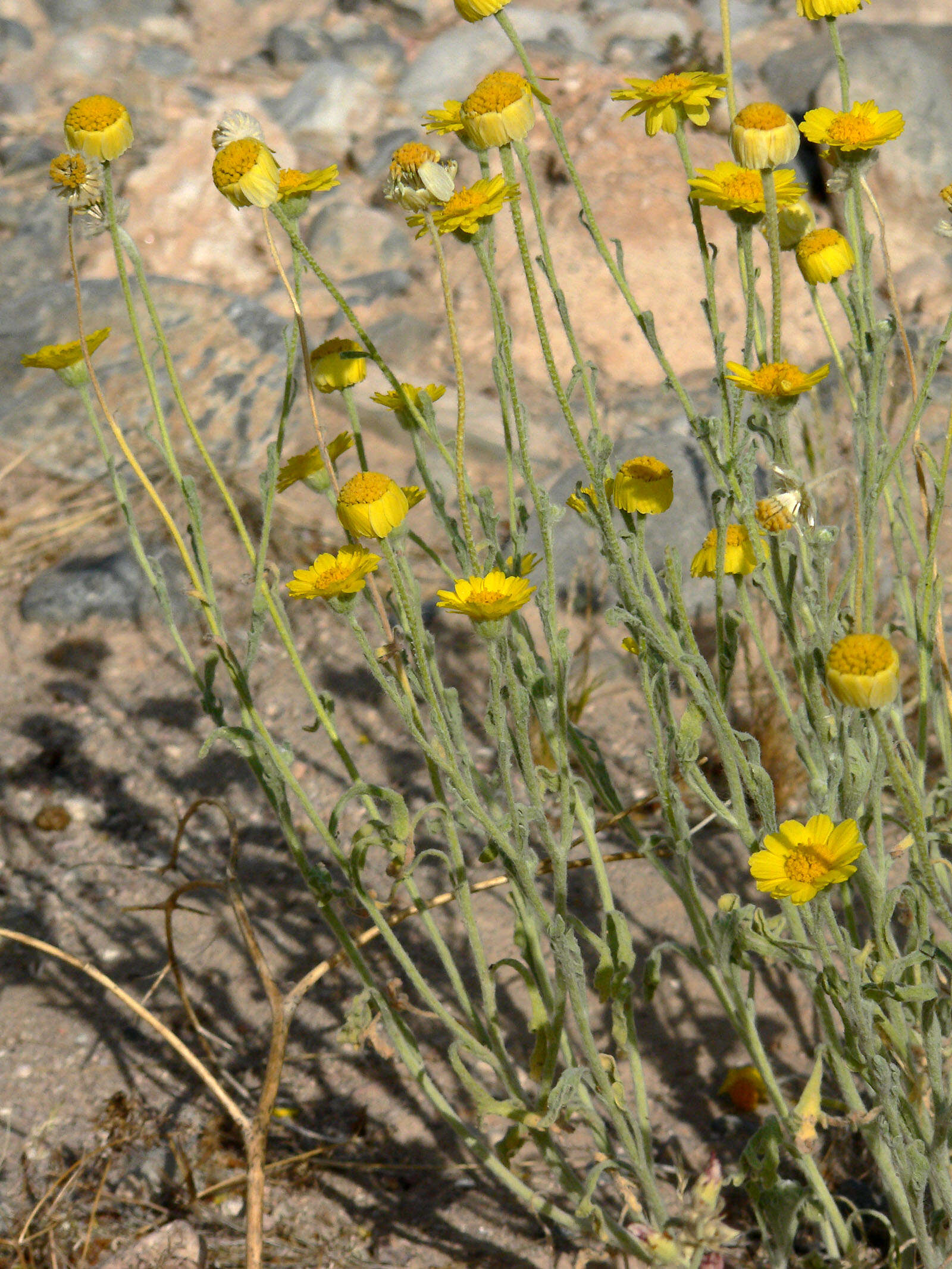 Image of woolly desert marigold