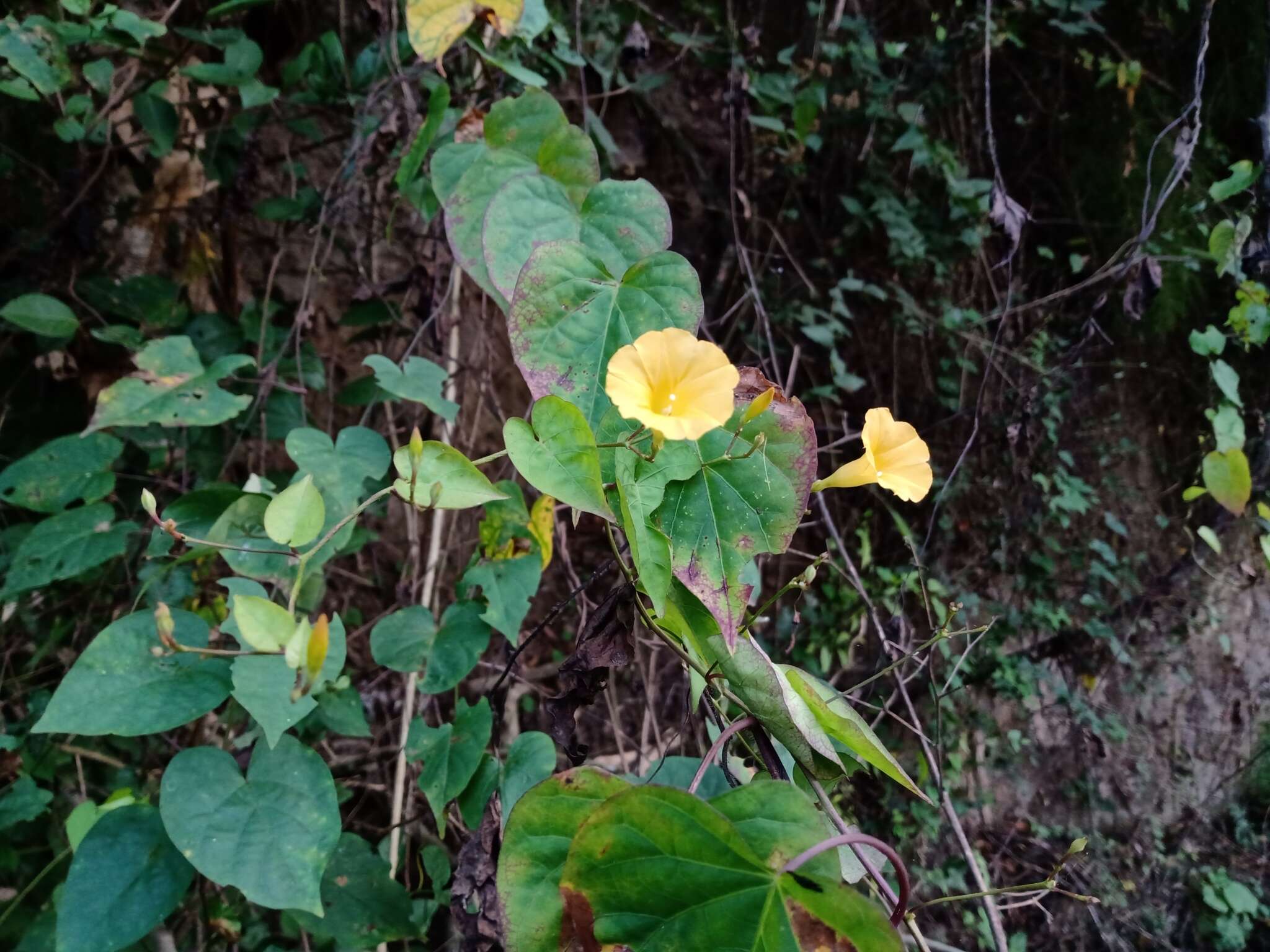 Imagem de Ipomoea microsepala Benth.