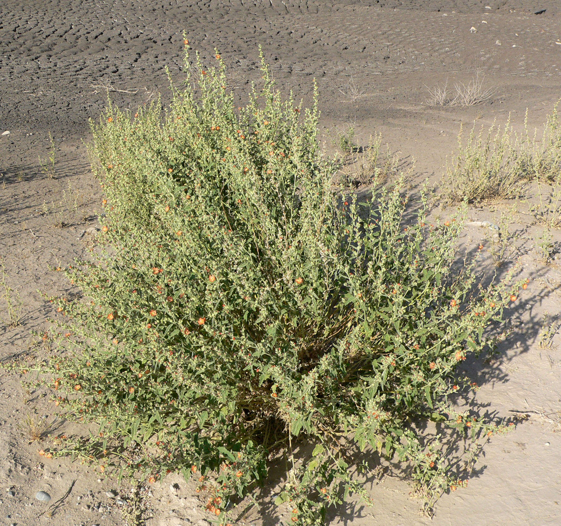 Plancia ëd Sphaeralcea angustifolia (Cav.) G. Don