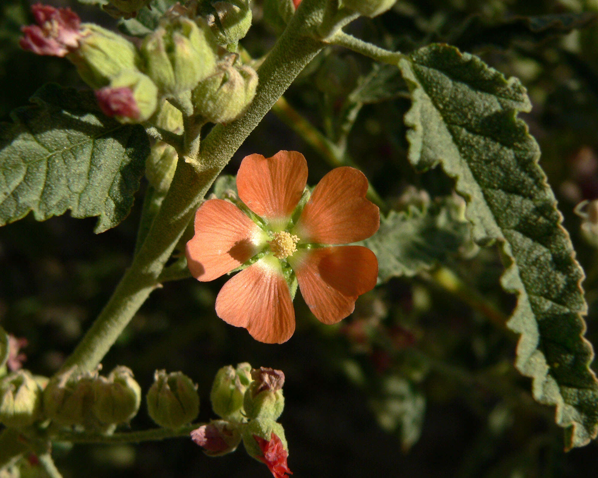 Plancia ëd Sphaeralcea angustifolia (Cav.) G. Don