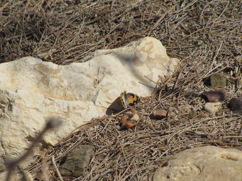 Image of Blue-spotted arab