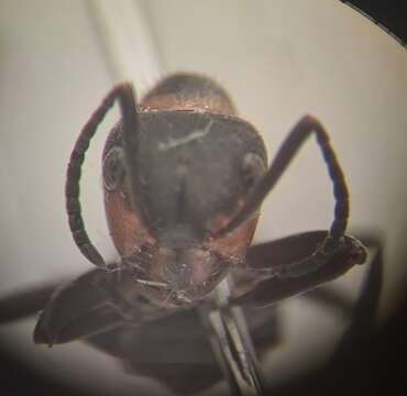 Image of Black-backed meadow ant