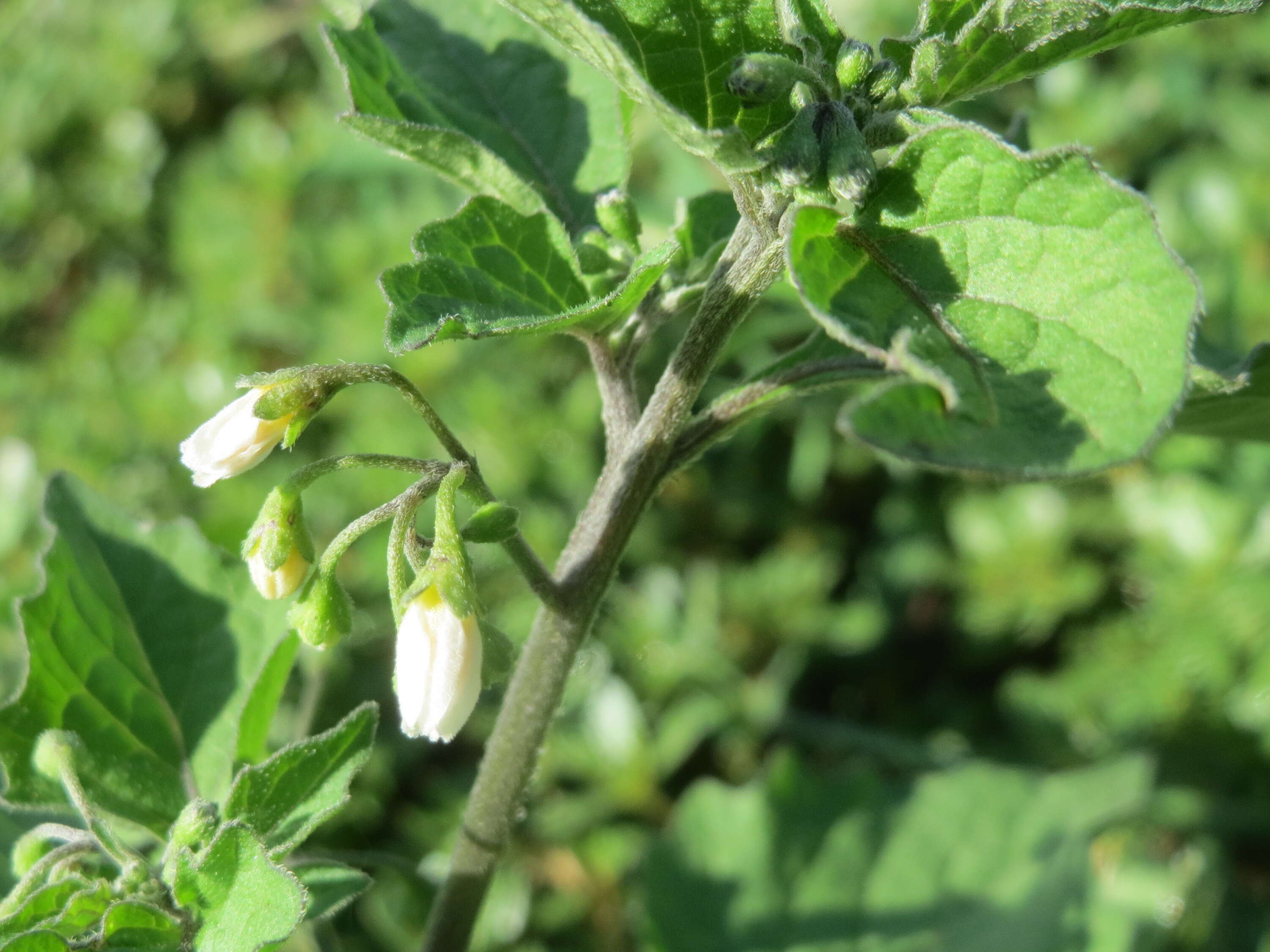 Image of European Black Nightshade