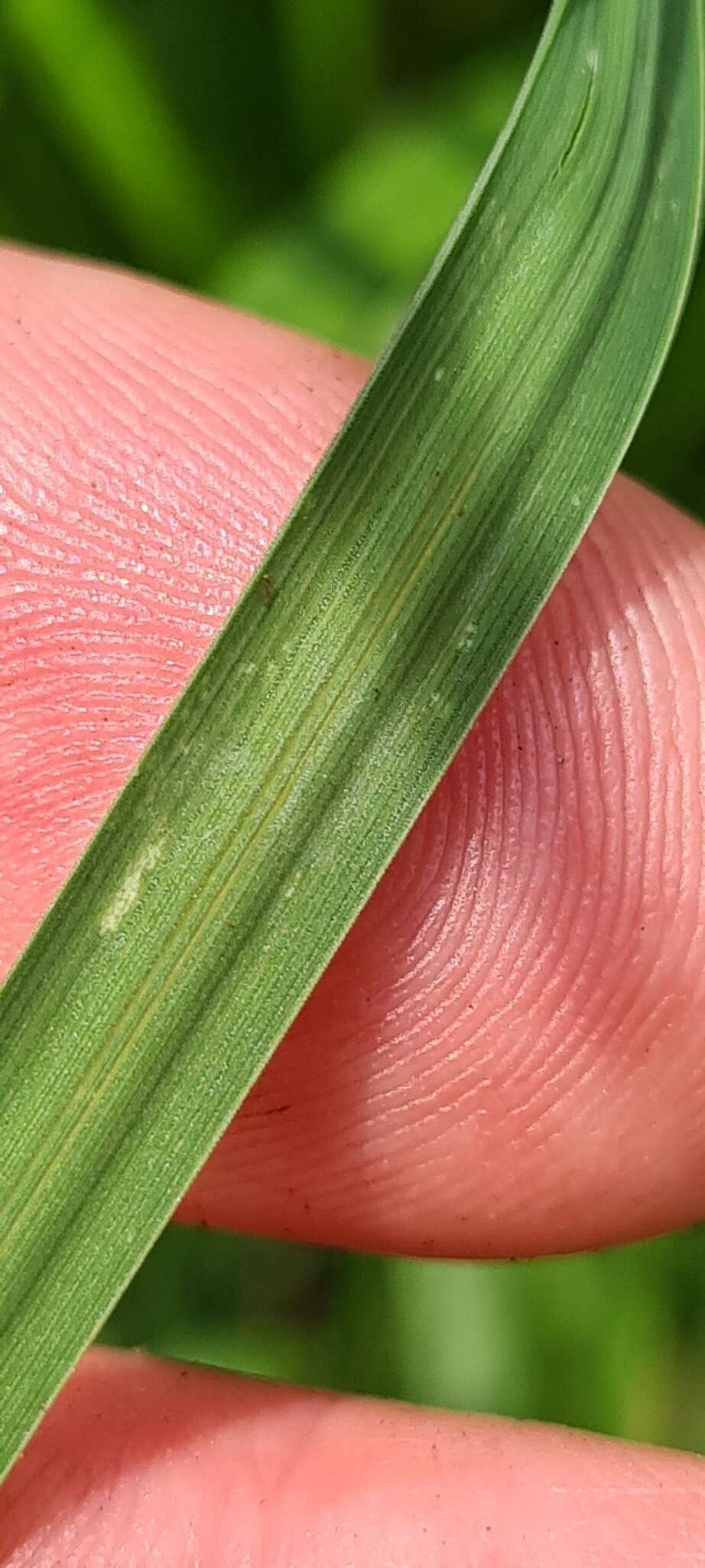 Image of Poa helmsii Vickery