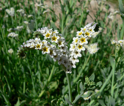 Image of salt heliotrope