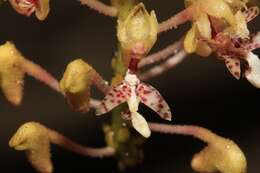 Imagem de Mycaranthes oblitterata Blume