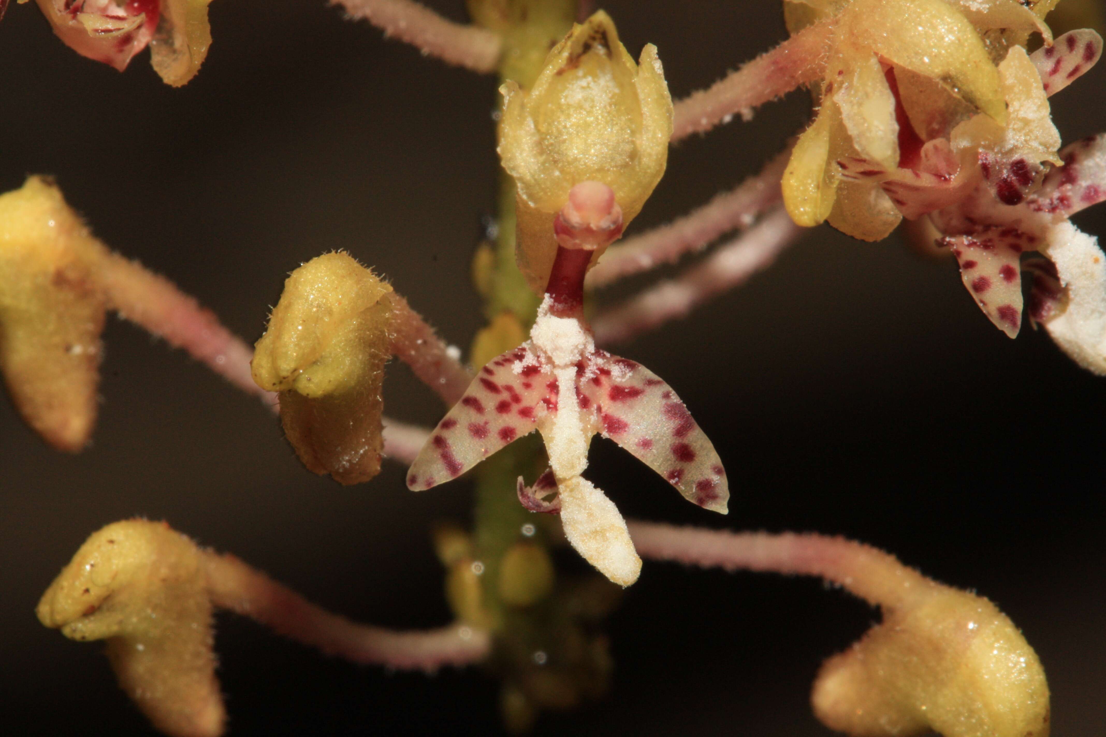 Imagem de Mycaranthes oblitterata Blume