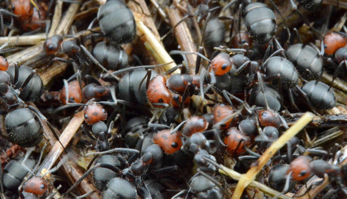 Image of Thatching ant