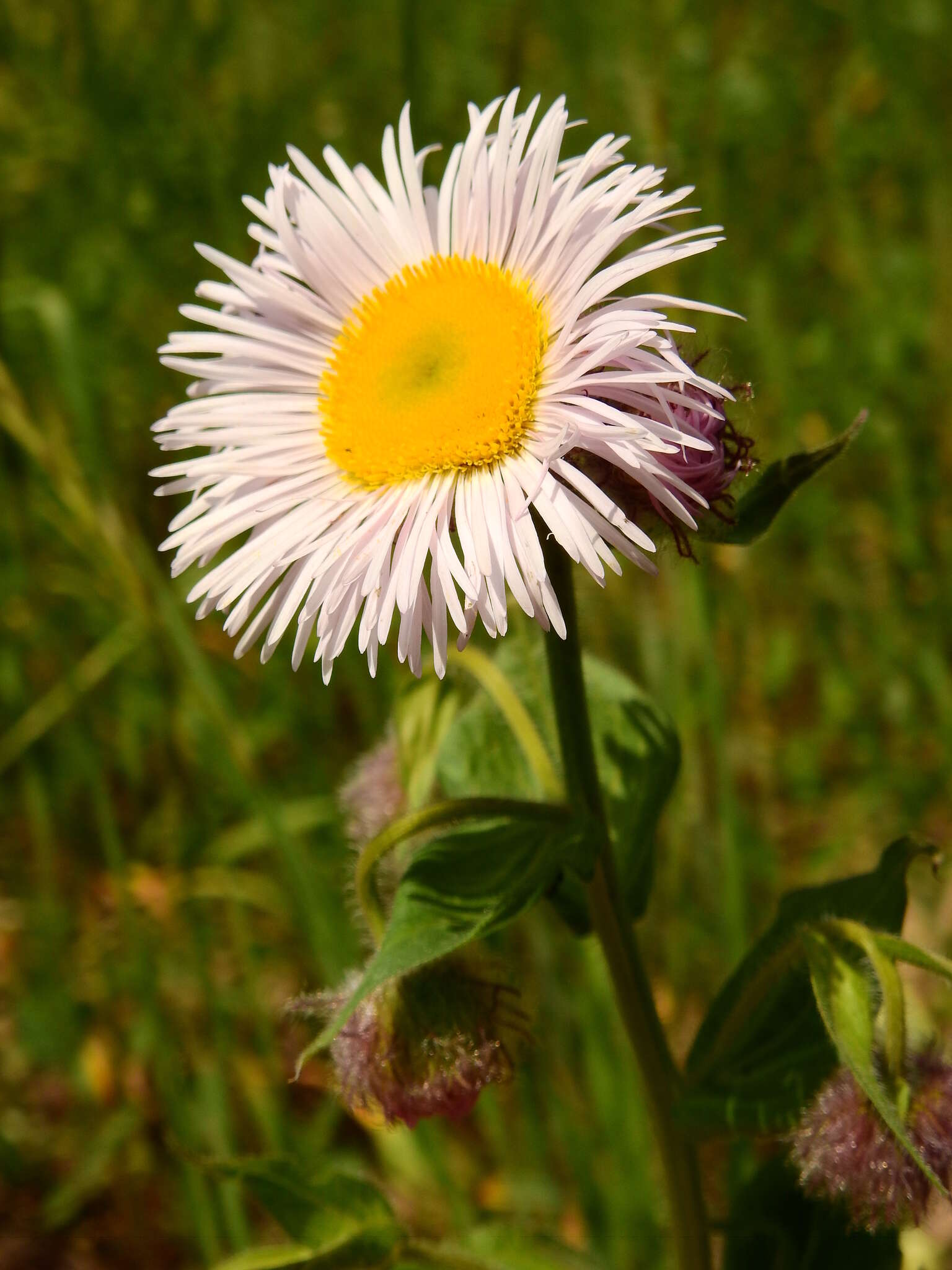 Image of Tall Fleabane