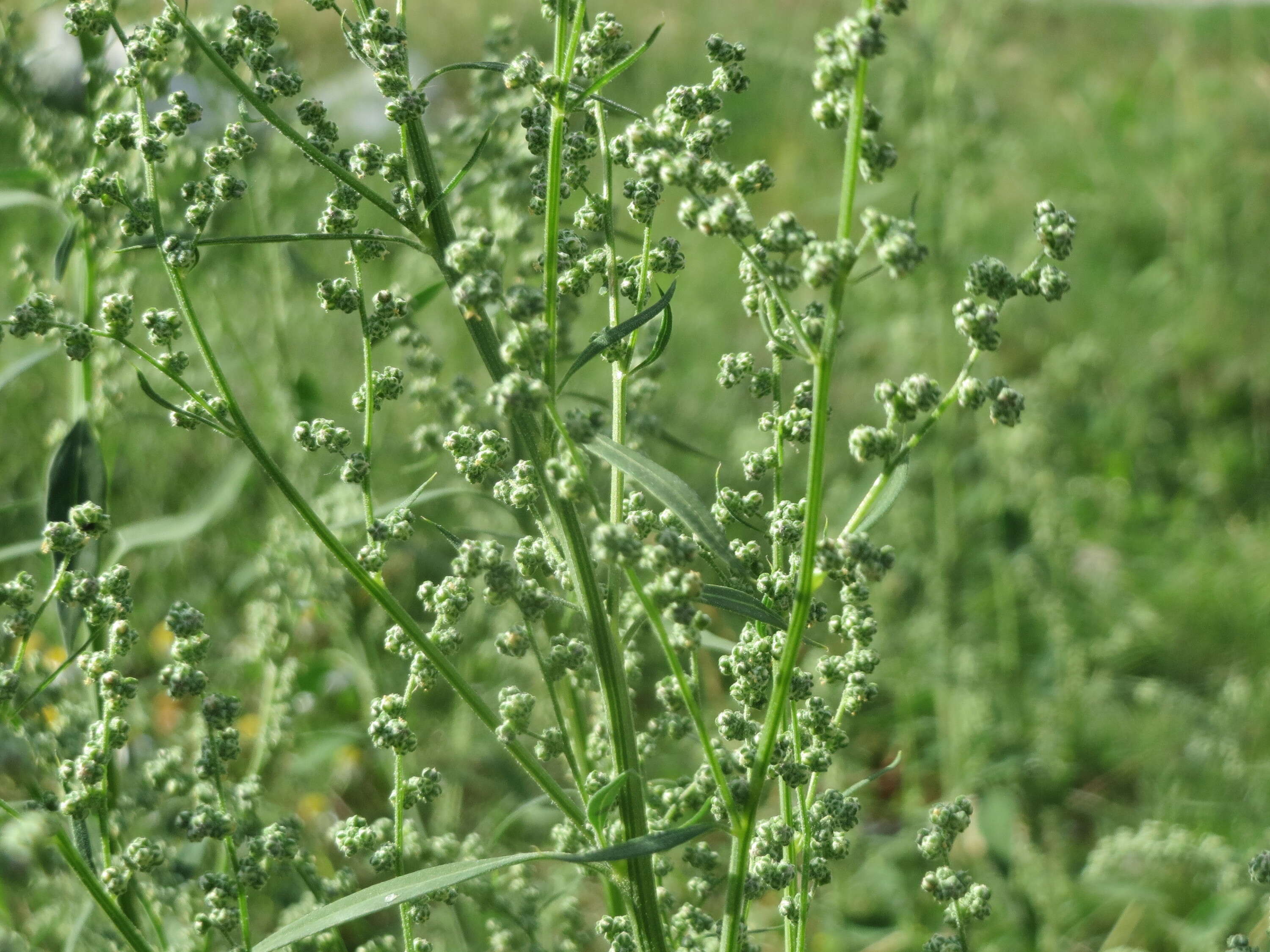 Imagem de Chenopodium album L.