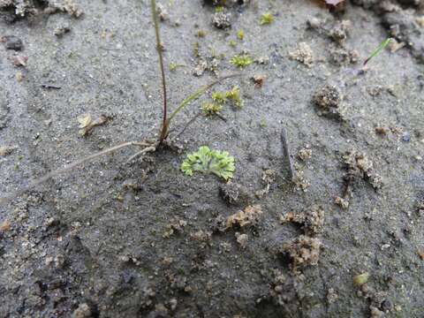 Image of Riccia huebeneriana subsp. sullivantii (Austin) R. M. Schust.