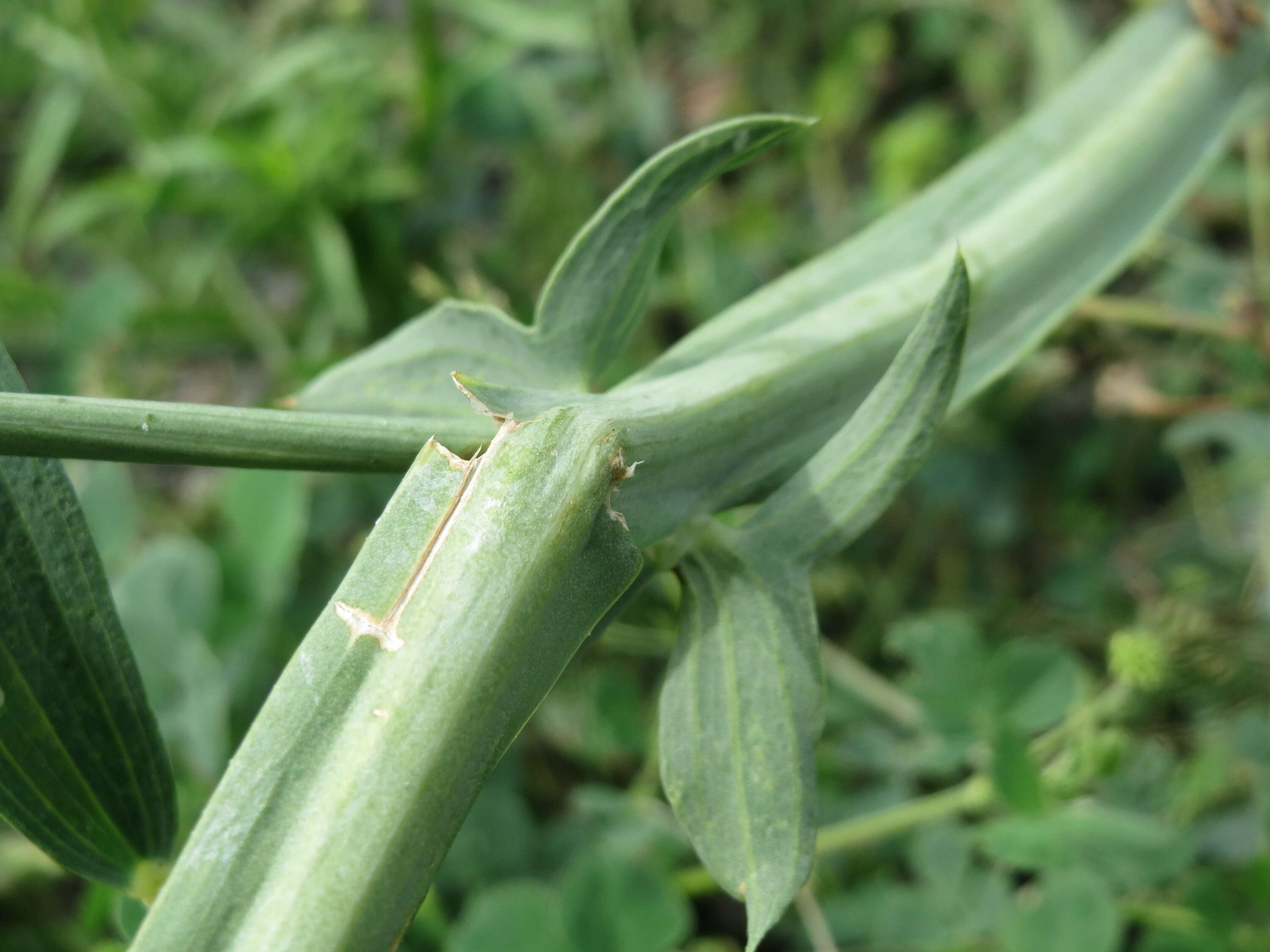 Lathyrus latifolius L. resmi