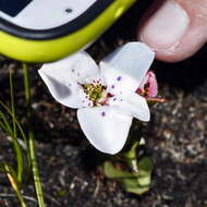 Image of Disa fasciata Lindl.