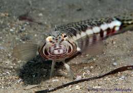 Image of White-streaked sandperch