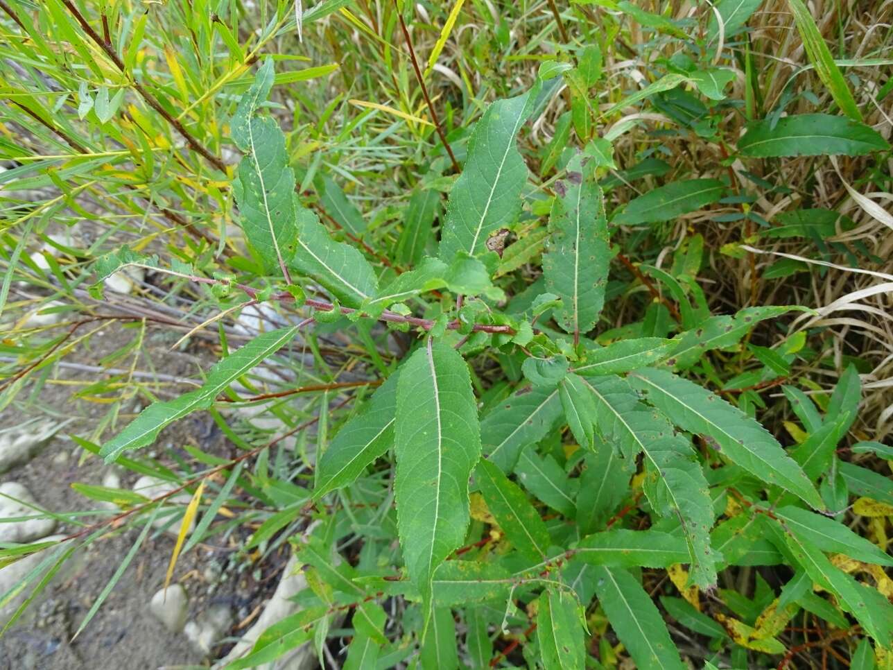 Image of Missouri River willow