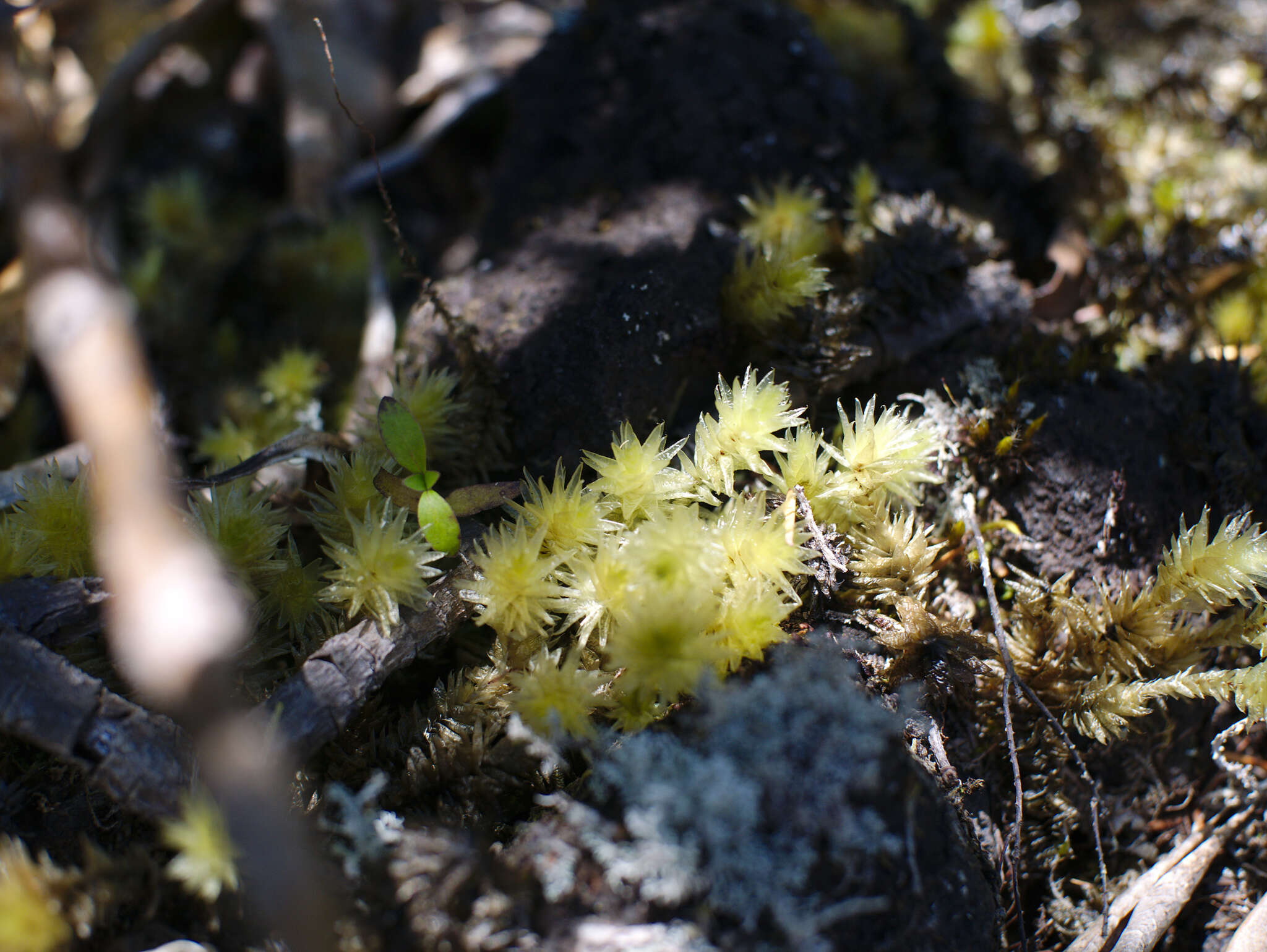 Image of Pulchrinodus inflatus B. H. Allen 1987