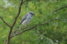 Image of Large Cuckoo-shrike