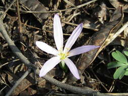 Image of Colchicum bulbocodium subsp. versicolor (Ker Gawl.) K. Perss.