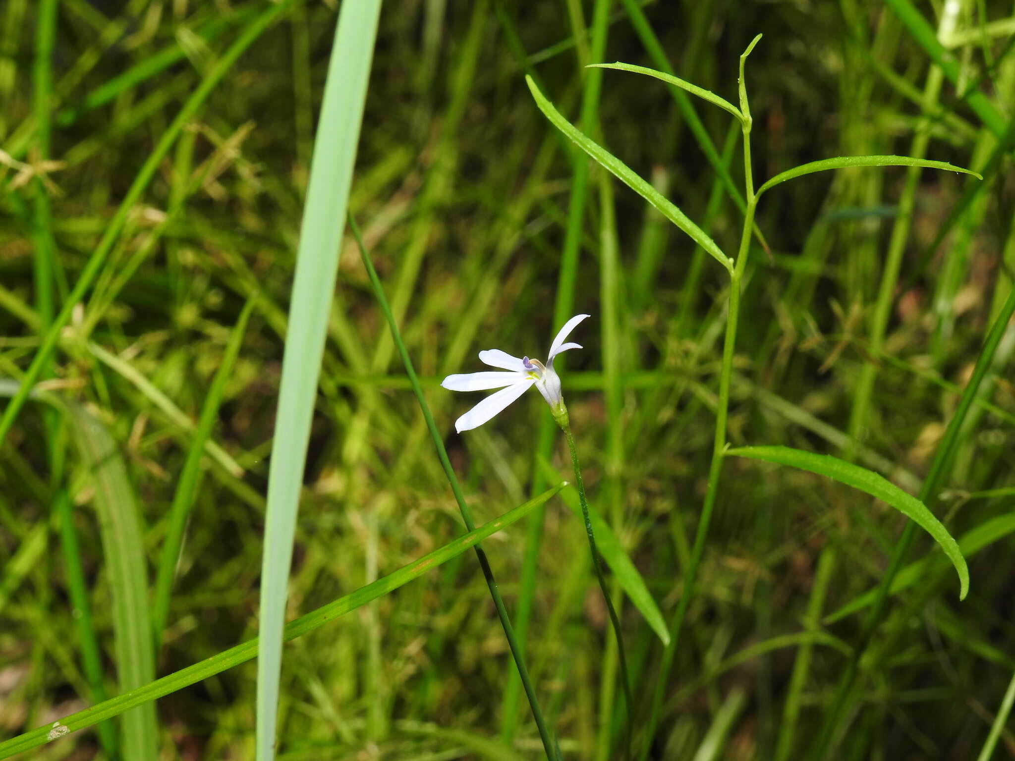 Слика од Lobelia stenophylla Benth.