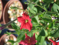 Image of Petunia exserta J. R. Stehmann