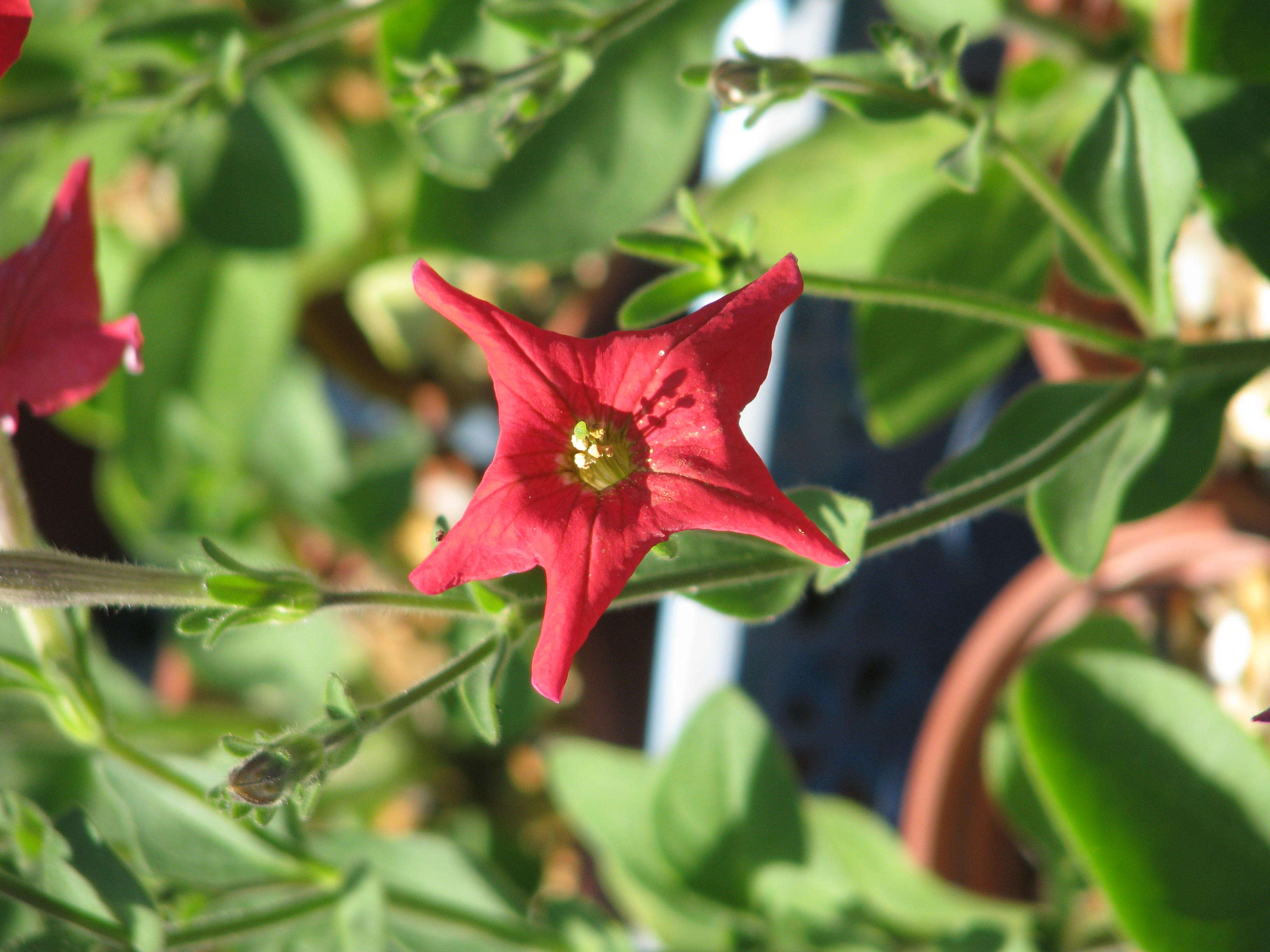 Image of Petunia exserta J. R. Stehmann