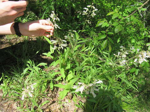 Image of pale beardtongue